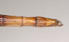 CollectionObject 1561863; NHMUK(SF IMPORT DUPLICATE) 844826, b4146294-8c98-4a66-910c-b6e6175de207: copyright Natural History Museum, London. female: end of abdomen, ventral view of Necroscia salmanazar (holotype). (CollectionObject).