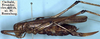 CollectionObject 1531868; 54a5ae95-6586-4f39-8802-39f722736c59: female, lateral view (holotype). (CollectionObject).