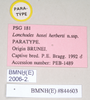 CollectionObject 1559430; 0ff15772-69cf-4ade-93a0-39d16826f620: copyright Natural History Museum, London. male, data labels of synonym Lonchodes hosei herberti (paratype). (CollectionObject).;CollectionObject 1559431; 46b1f043-e927-45f1-9ae1-a4e9b7601344: copyright Natural History Museum, London. male, data labels of synonym Lonchodes hosei herberti (paratype). (CollectionObject).
