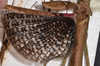 CollectionObject 1598194; QM T246604, f25ba443-f74d-4cfe-b81a-ad7eb39949d7: copyright QM. female wings (holotype). (CollectionObject).