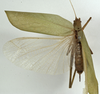 CollectionObject 1529779; 1a6fa9e9-9720-4974-bb58-53bbfbcdba63: female dorsal (holotype). (CollectionObject).