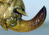 CollectionObject 1500584; 16f21c47-3291-4ec1-a0db-b944c50caf0f, DORSA BTplasemHTF: ovipositor (holotype). (CollectionObject).