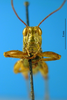CollectionObject 1578447; 09c2f590-435e-4953-886f-4dc277612e60: male, frontal view. (CollectionObject).