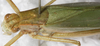 CollectionObject 1552393; 956274c3-7f53-4184-9aa8-90a08059da56: female, dorsal view. (CollectionObject).