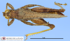 CollectionObject 1513875; MLP3511/1, d5a190de-5f28-4ad9-a940-db0fba361abd: male, dorsal view (paratype). (CollectionObject).