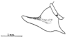 Anaulacomera (Bovicercora) crassicerca Márquez Mayaudón, 1965: Fig. 3 (after holotype). male left cercus, internal view. (Otu).