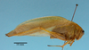 CollectionObject 1542748; 17fae1c1-0b5b-404e-8339-221b1f72dc8e: male, body lateral view (holotype). (CollectionObject).