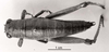 CollectionObject 1526823; 6ba23ba4-8f5e-4a1f-a5d3-c0ecb582c71b: Image C.S. Carbonell. female, dorsal view. (CollectionObject).