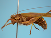 male, body lateral view (holotype of Phaneroptera quadrivittata). Depicts CollectionObject 1542819; af89529e-4eb0-481e-8f9f-70218cd80d4b, a CollectionObject.