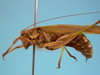 CollectionObject 1542819; af89529e-4eb0-481e-8f9f-70218cd80d4b: male, body lateral view (holotype of Phaneroptera quadrivittata). (CollectionObject).