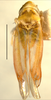 Habitus, dorsal view on Erythridula falcata (Beamer, 1930): Habitus (holotype of E. ilexae Hepner, INHS collection). (Observation).