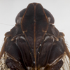 Head: (Observation).