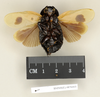 CollectionObject 1573001; 5be36e74-891c-48a7-9f36-678842a679a2: Copyright Natural History Museum, London. Non-type (adult male) in BM(NH). Ventral view. (CollectionObject).