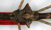 CollectionObject 1558923; 62814227-e3f2-455c-8010-c871cd6b6603: copyright NMW. female of synonym Haplopus obtusus: close up of wings (holotype). (CollectionObject).