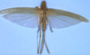 CollectionObject 1516835; 3ada3469-2772-4a1c-92e0-7b70e799e6c3: female, dorsal view (holotype). (CollectionObject).