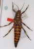 CollectionObject 1557007; e39d841d-8760-428e-9415-aeff1262346e: copyright BMNH. Anisomorpha pardalina female (syntype) [labelled PLT, but yet to be published]. (CollectionObject).;CollectionObject 1557008; 3d29c764-64c1-4fcf-b45b-5184815cab44: copyright BMNH. Anisomorpha pardalina female (syntype) [labelled PLT, but yet to be published]. (CollectionObject).