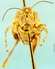 CollectionObject 1585508; 5ac16827-9f07-4073-900b-d1b7aad0ac52, DORSA D130XF01: female, frontal view (allotype). (CollectionObject).