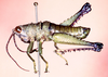 Cloephoracris festae (Giglio-Tos, 1897): male from Cerro Campana, Panama. (Otu).