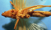 CollectionObject 1516835; 3ada3469-2772-4a1c-92e0-7b70e799e6c3: female, ventral view (holotype). (CollectionObject).