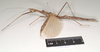 CollectionObject 1562029; eca50ffd-5ecd-4700-bb73-81f80c633884: copyright Natural History Museum, London. female, lateral view of Necroscia sipylus (paralectotype). (CollectionObject).;CollectionObject 1562030; 7567f662-c345-4d65-8ecb-01c7d6d4ef45: copyright Natural History Museum, London. female, lateral view of Necroscia sipylus (paralectotype). (CollectionObject).