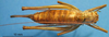 CollectionObject 1536544; fa96905d-32f4-4c93-9606-c6cd18cca76e: female, dorsal view (paratype). (CollectionObject).