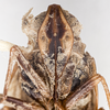 Head on Cyclopoliarus biperforatus (Fennah, 1945): (Observation).