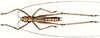 Loja laevis Giglio-Tos, 1898: male, dorsal view. (Otu).