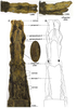 CollectionObject 1583177; 7a120624-68c6-4aec-84b2-e3af31cd63b0: copyright ESALQ. female (holotype). (CollectionObject).