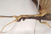 CollectionObject 1561422; b86d2261-af7b-42b9-8c07-f19c627f1212: copyright Natural History Museum, London. male: head and thorax, lateral view (holotype). (CollectionObject).