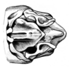 Akamasacris variabilis (Scudder, 1897): male abdomen tip, dorsal view. (Otu).