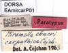 CollectionObject 1537600; 5a55f4e5-b93f-403a-82ec-8fd791f81fc6: labels (paratype). (CollectionObject).