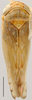 Habitus, dorsal view on Concepciona Linnavuori & DeLong, 1977: Concepciona asper, dorsal habitus (OSUC). (Observation).