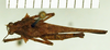 CollectionObject 1523096; 1c90d840-9f4f-4f24-bb3f-0eac3d5fe365: male, dorsal view (holotype). (CollectionObject).