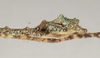 Eurybistus fallax Bragg, 2001: copyright Natural History Museum, London. male: end of abdomen, lateral view (paratype). (Otu).