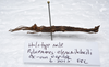 CollectionObject 1576540; 166bbf0c-1571-4f64-ad4b-cdfd8b19199e: copyright ZRC, Singapore. male, lateral view (holotype). (CollectionObject).
