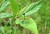 Zeromastax selenesii Porras, 2007: male. (Otu).
