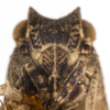 Head: (Observation).