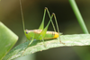 FieldOccurrence 3591; 8e6cf308-0a30-45f1-ae16-5f6dea85a0fe; Isla Paulino, 2026/03/15: male (March 2026). (FieldOccurrence).