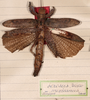 CollectionObject 1561349; cf80abfd-d8b1-4d7d-8b35-996b3b8dea81: copyright MHNG, Geneva. female, dorsal view of synonym Prisopus mexicanus (holotype). (CollectionObject).
