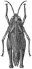 Esselenia vanduzeei vanduzeei Hebard, 1920: Fig. 1 (after type). female, dorsal view (body length 20.2 mm, pronotum 5.6 mm, hind femur 12 mm). (Otu).