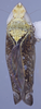 Habitus, dorsal view: !! display not done !! on Scaphytopius n.sp.MX2: Scaphytopius Ball, 1931: INHS. (Observation).