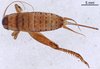CollectionObject 1961626; 7dcbc70f-578e-48ad-ac04-865f220131b3, ANSP009_GRYLL_ANSP: Female, dorsal view (paratype). (CollectionObject).