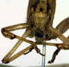 CollectionObject 1500719; b21d9629-82c1-4f68-8b2f-8f311b119cd2: male, frontal view (lectotype). (CollectionObject).