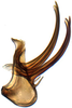 Aedeagus, lateral view: Opsius stactogalus, aedeagus, laterally (INHS). (Observation).