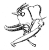 Dicranostomus monoceros Dohrn, 1888: Fig. 2 b. female head, lateral view. (Otu).