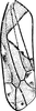 Forewing: Forewing. (Observation).
