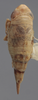 Habitus, dorsal view on Athysanella (Amphipyga) triodana Ball & Beamer, 1940: Dorsal - Female. (Observation).