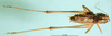 CollectionObject 1500485; ef8bd2a7-576a-4817-b6c0-1b2feff36ee8, DORSA BTmodebnS01: male, dorsal view (holotype of Metrioptera dofleini). (CollectionObject).