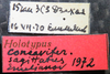 Other on Concavifer sagittatus Emeljanov, 1972 now Concavifer marmoratus Dlabola, 1960: Holotype. (Observation).