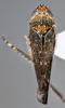 Habitus, dorsal view: !! display not done !! on Scaphytopius n. sp. PE12: Scaphytopius Ball, 1931: (Observation).
